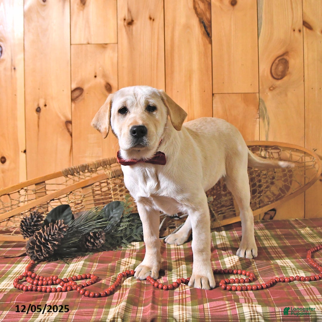 Labrador Retriever dogs for sale: Kate - Ad 2