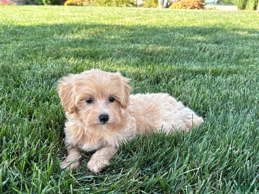 Maltipoo dogs for sale: Cutie - Ad 10