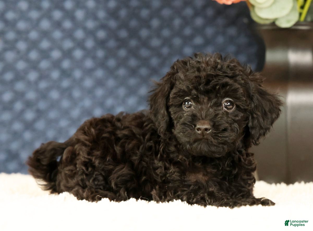 Havapoo dogs Dahlia - Ad 2