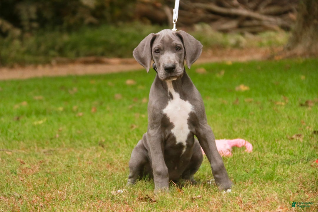 Great Dane