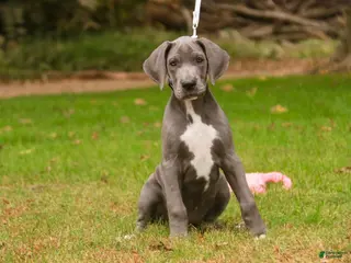 Great Dane dogs Brittany Great Dane - Ad 1