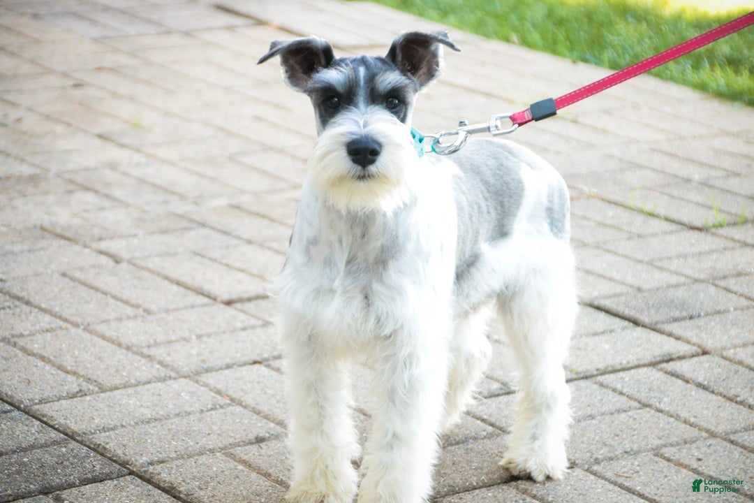 Miniature Schnauzer dogs for sale: Quinn Miniature Schnauzer (crate and leash Trained) - Ad 2