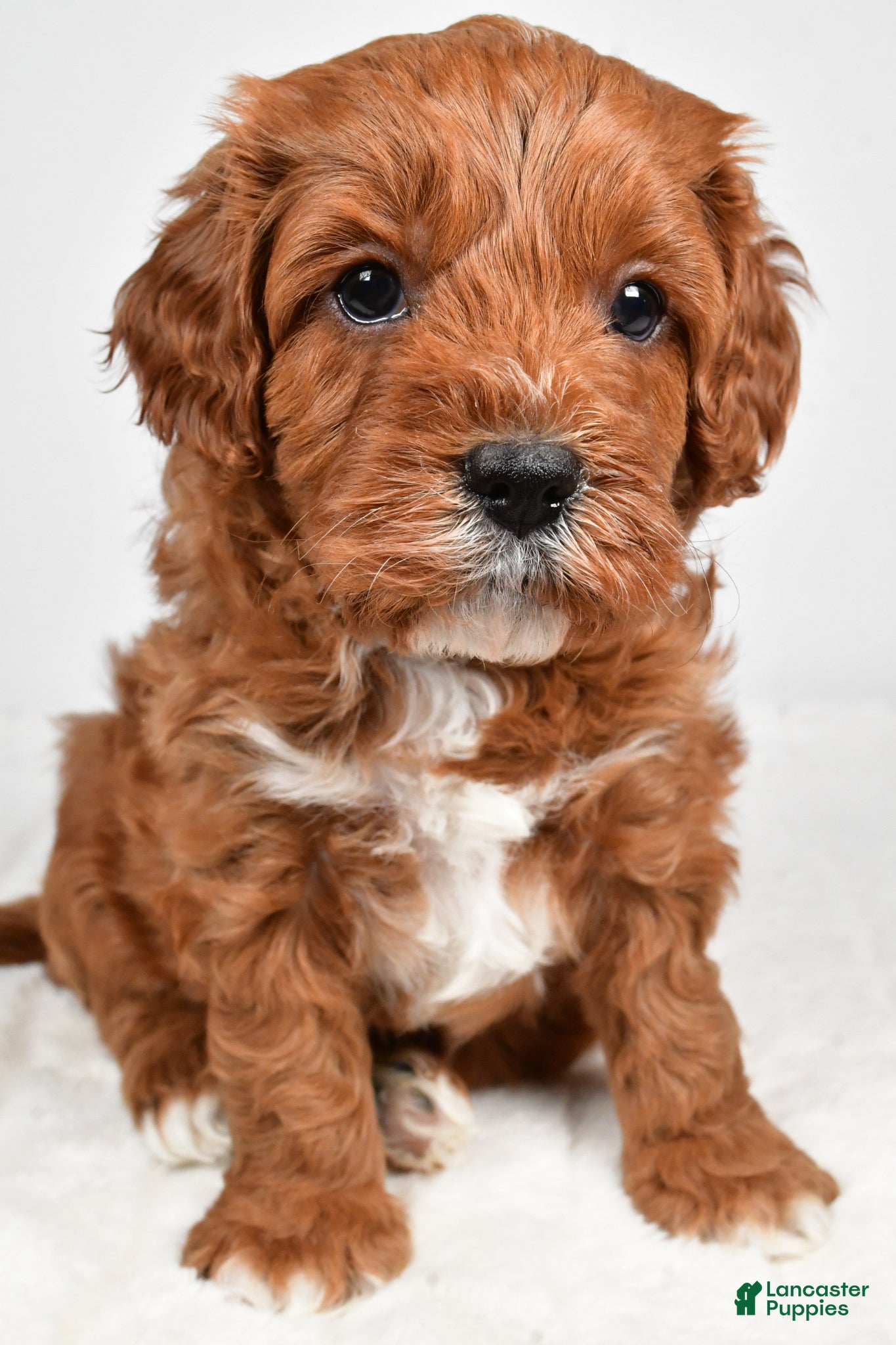 Cavapoo dogs Taffy - Ad 1