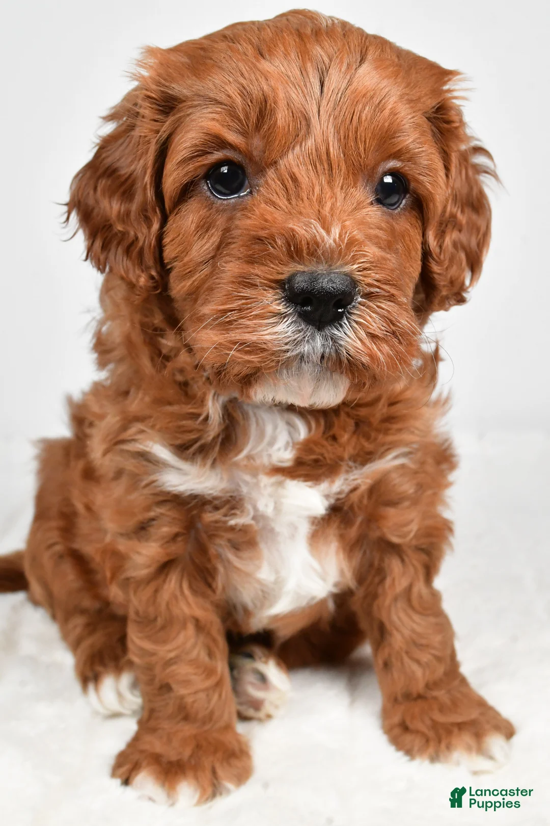 Cavapoo dogs for sale: Taffy - Ad 1