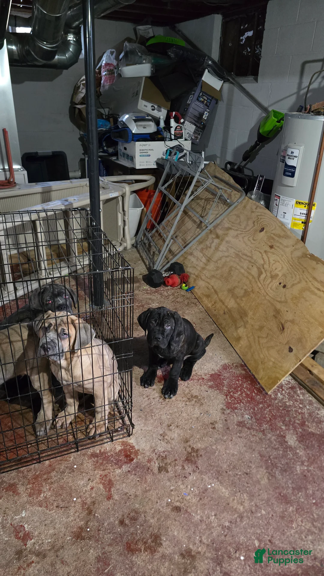 Cane Corso dogs for sale: Cane Corso Puppy 1 - Ad 1