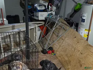 Cane Corso dogs Cane Corso Puppy 1 - Ad 14