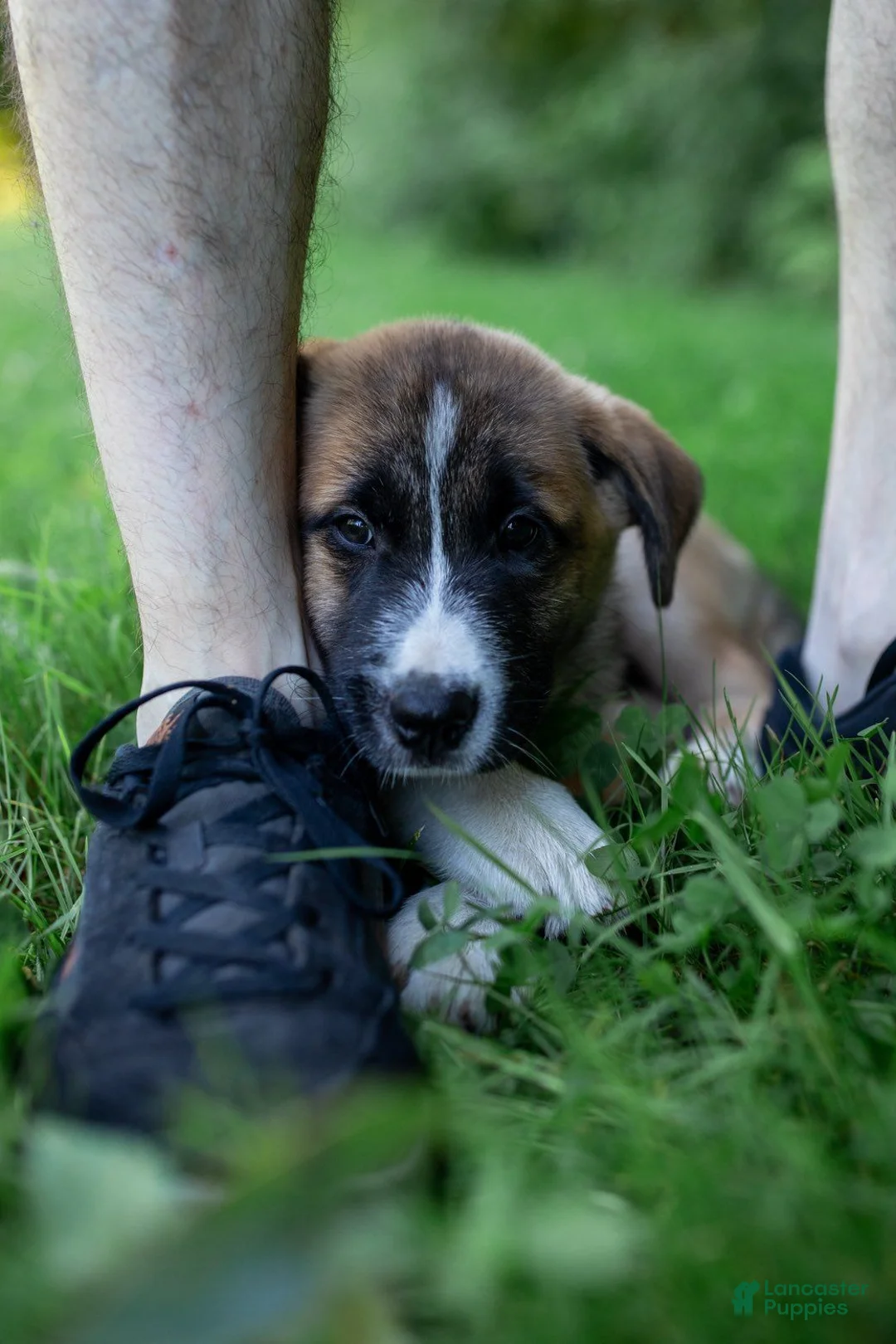 Mixed Breed dogs for sale: Dolly - Ad 2