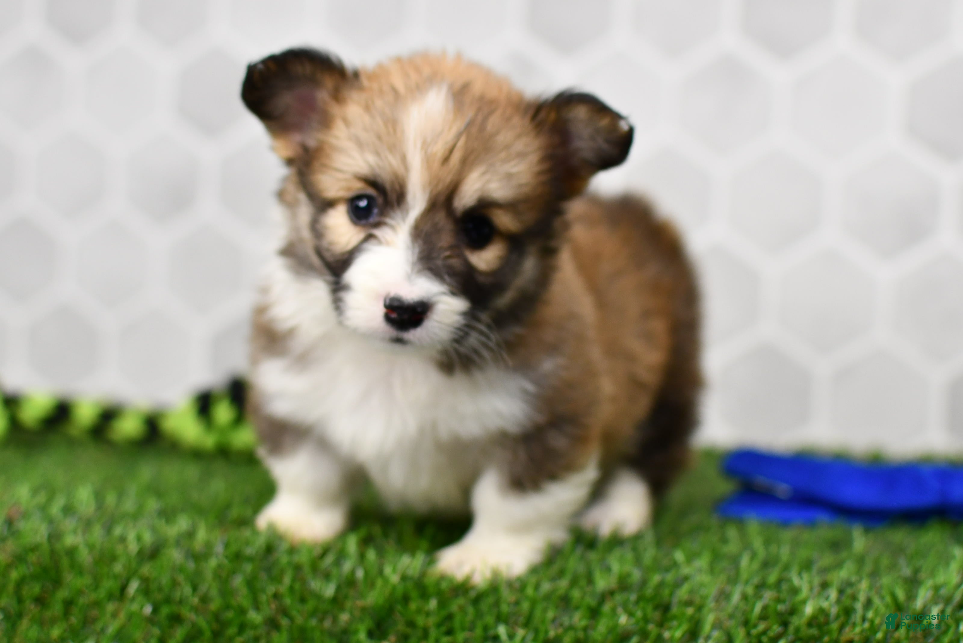 Welsh Corgi Pembroke dogs Zuri 2509 - Ad 1