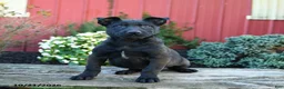 Belgian Malinois dogs for sale: Edge - Ad 3