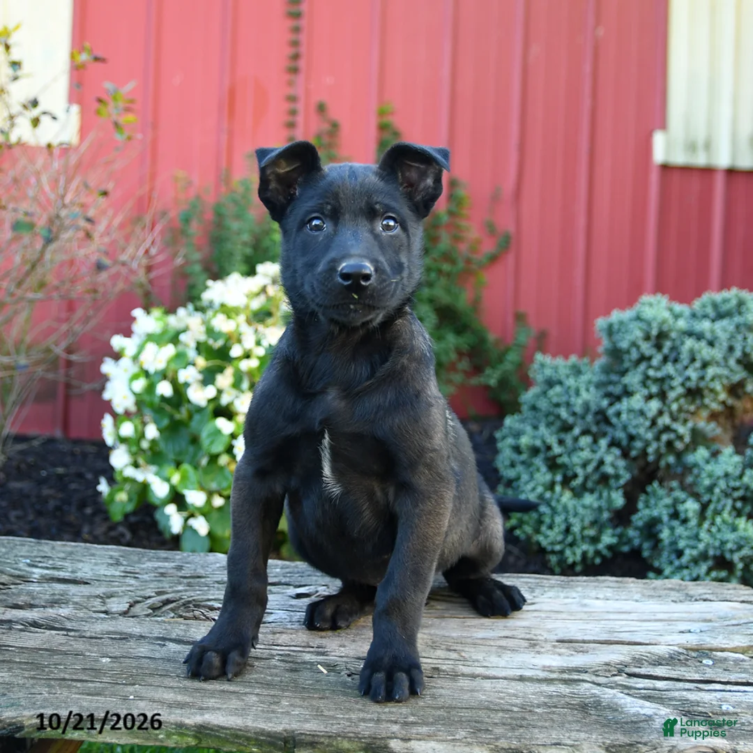Belgian Malinois dogs for sale: Edge - Ad 3