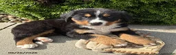 Bernese Mountain Dog dogs for sale: Briggs - Ad 2