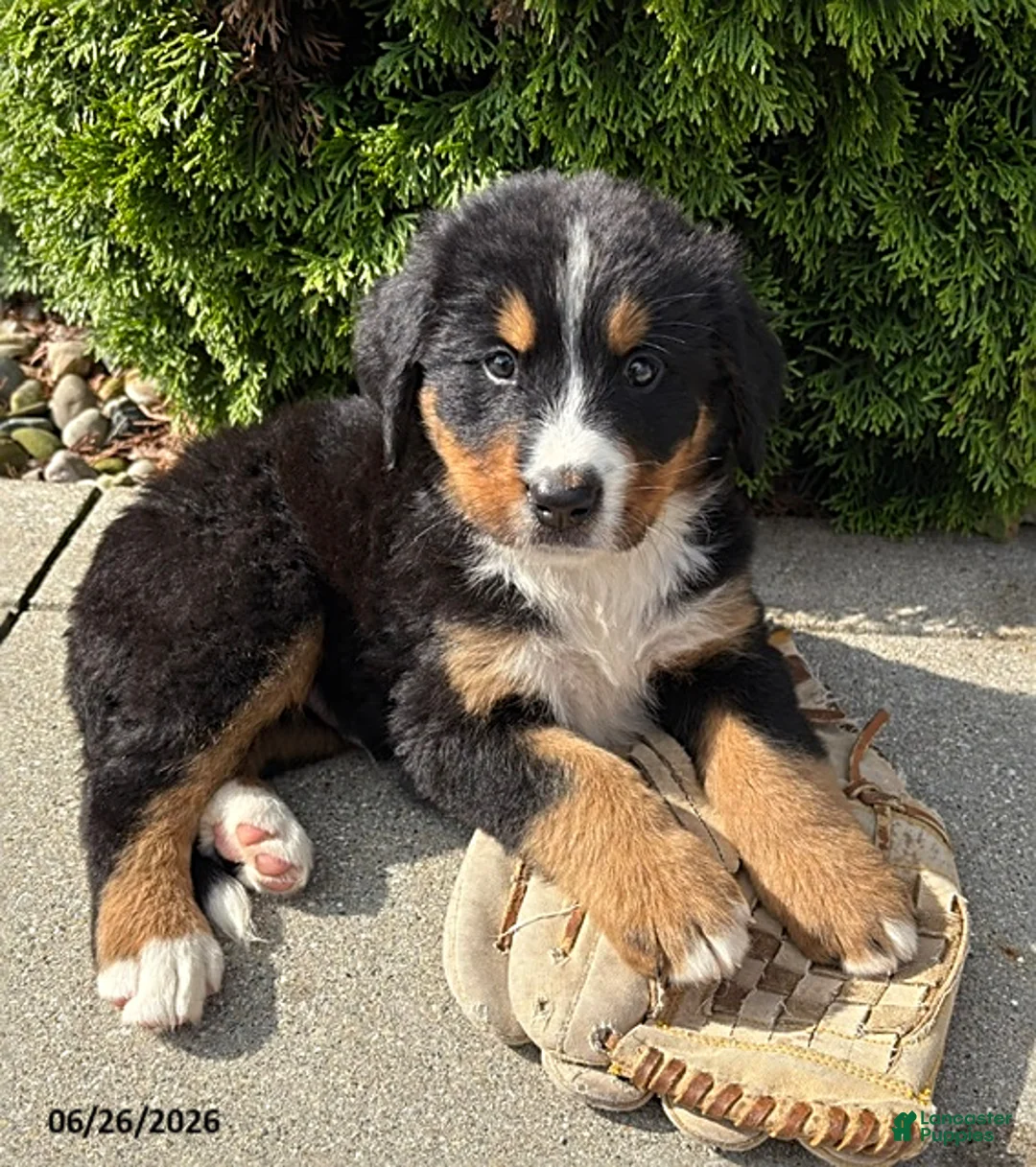 Bernese Mountain Dog dogs for sale: Briggs - Ad 2