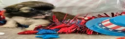 Shih Tzu dogs for sale: Abel - Ad 3