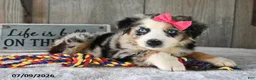 Australian Shepherd dogs for sale: Misty - Ad 2