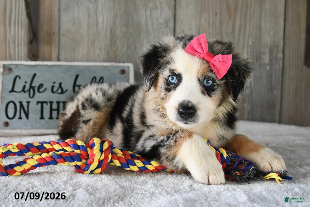Australian Shepherd dogs for sale: Misty - Ad 2