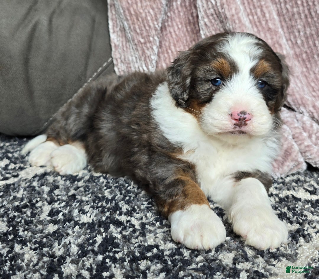 Mini Bernedoodle dogs for sale: Mini Bentley - Ad 14
