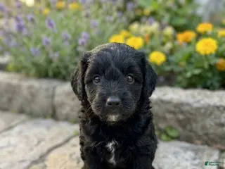Mini Bernedoodle dogs for sale: Mini bernedoodles 3 - Ad 3