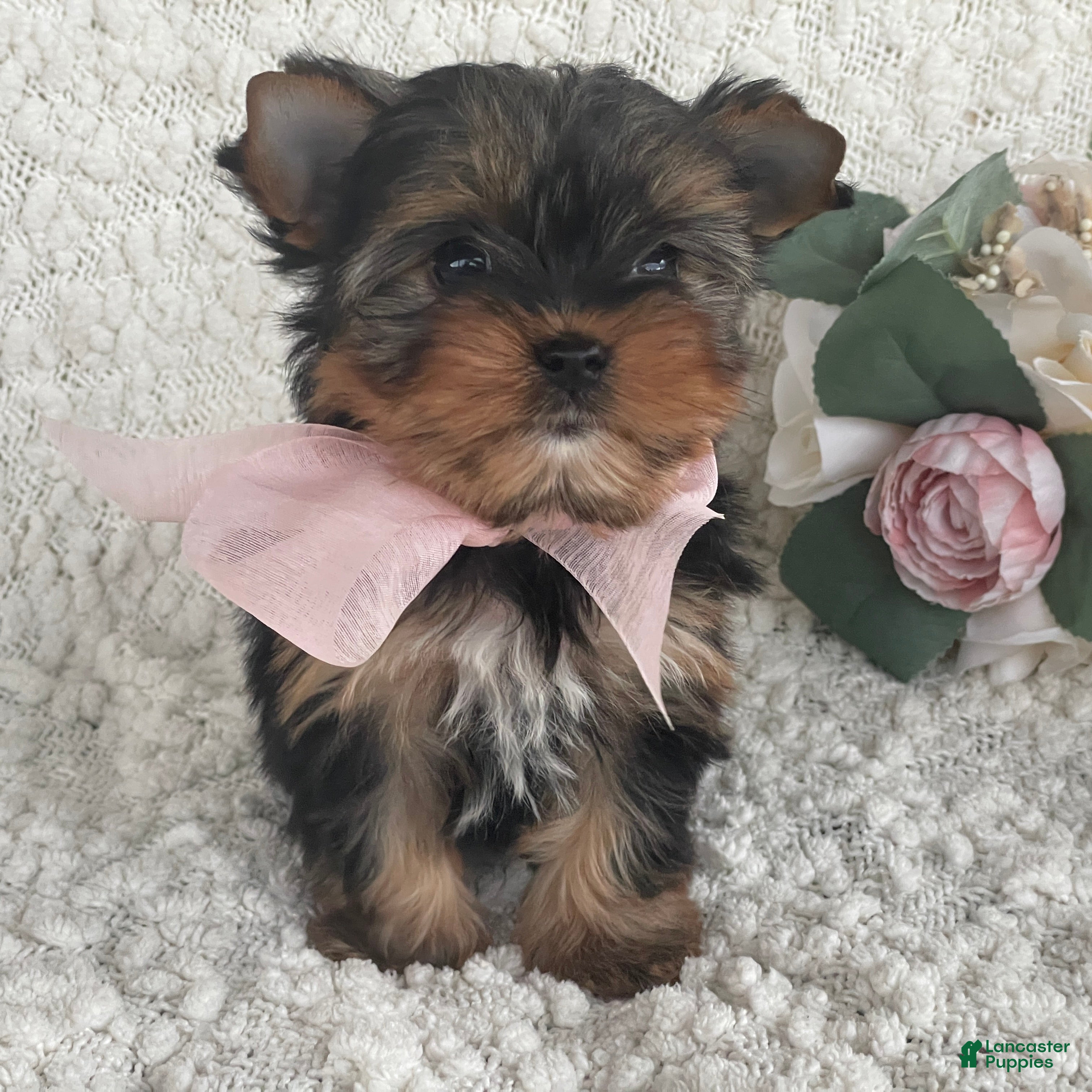 Yorkshire Terrier dogs Tiny Bunni - Ad 1