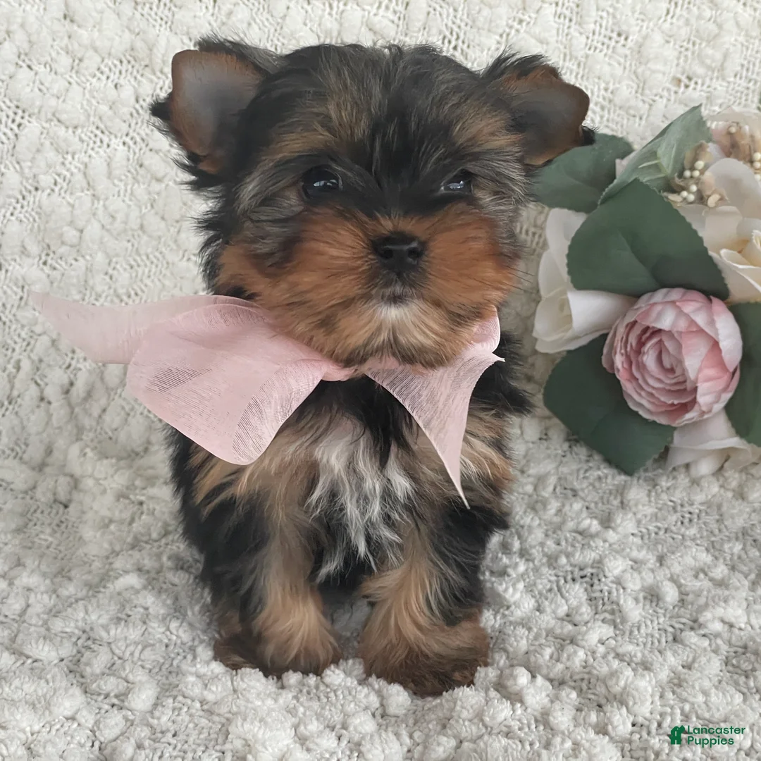 Yorkshire Terrier dogs for sale: Tiny Bunni - Ad 1