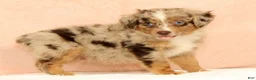 Mini Aussiedoodle dogs for sale: Lee - Ad 9