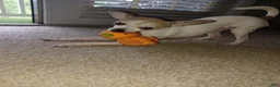 Mixed Breed dogs for sale: Kimba - Ad 5