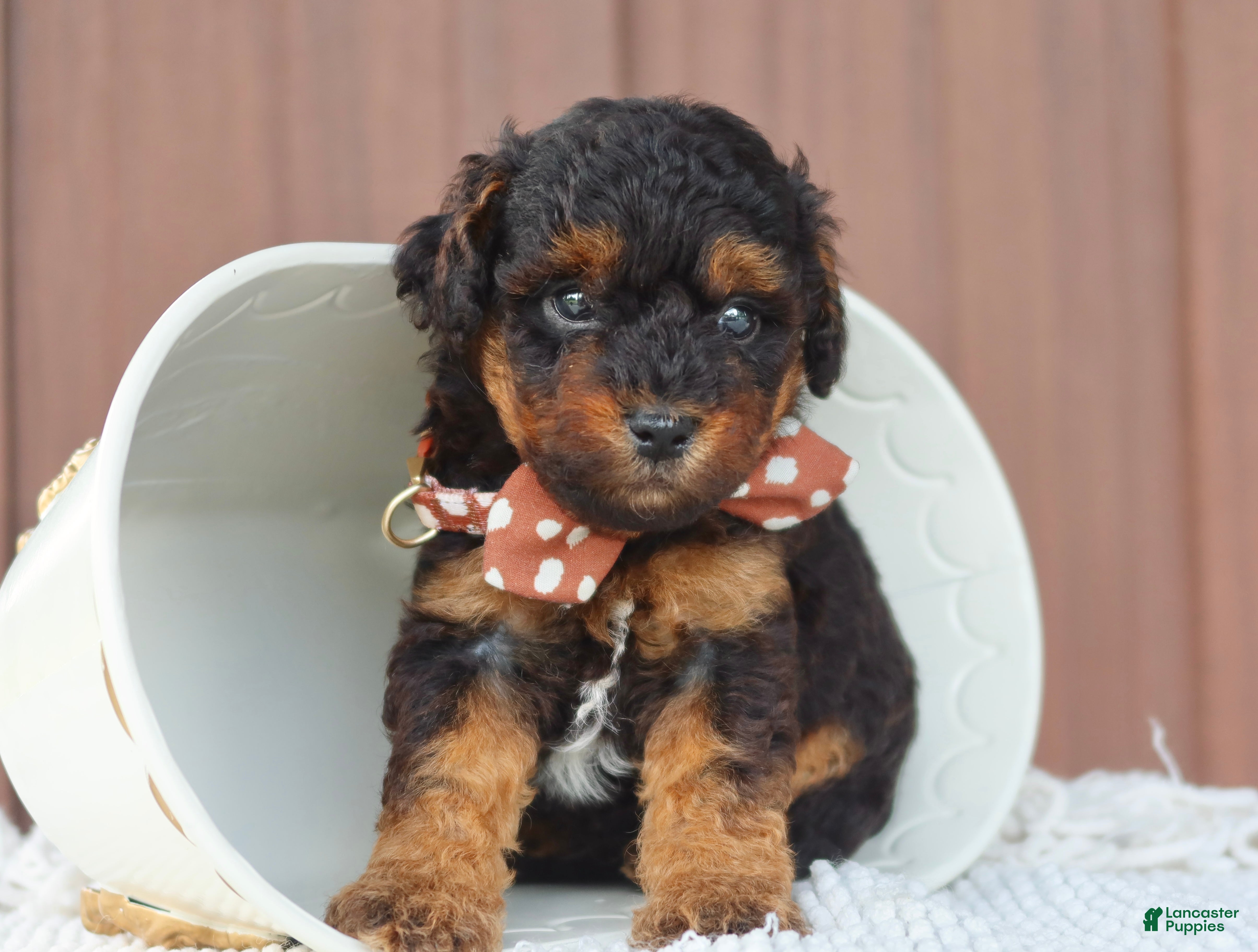 Toy Poodle dogs Copper - Ad 1