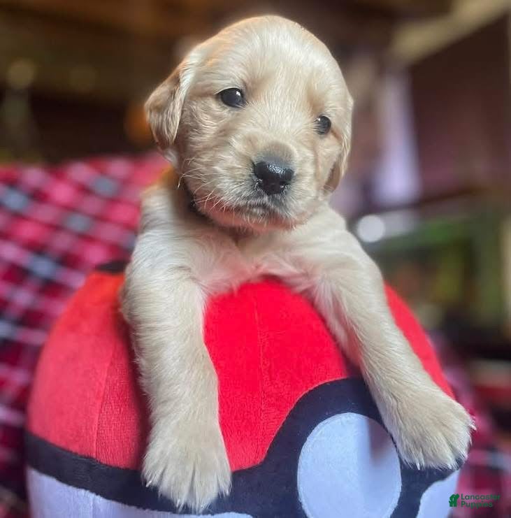 Golden Retriever dogs Lucas - Ad 21