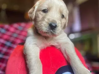 Golden Retriever dogs Lucas - Ad 20