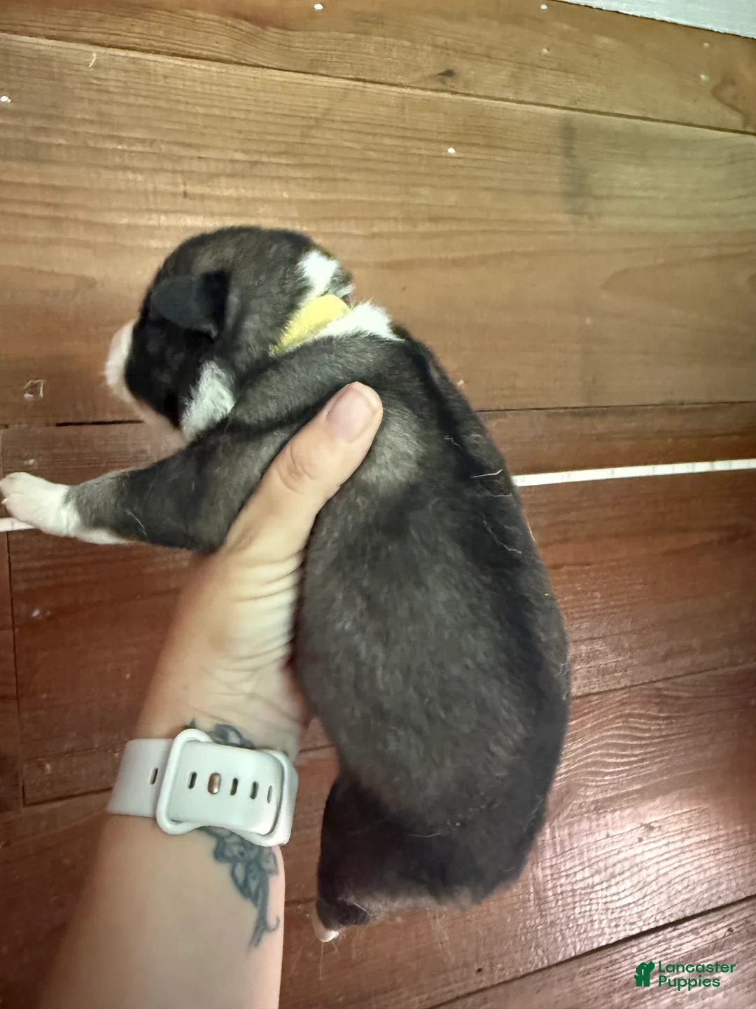 Gerberian Shepsky dogs for sale: Beth - Ad 2