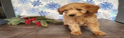 Mini Goldendoodle dogs for sale: Reno - Ad 5