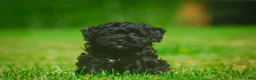 Mini Bernedoodle dogs for sale: Lilly - F1B - Ad 4