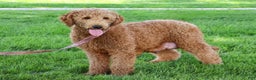 Goldendoodle dogs for sale: Peppermint - Ad 6