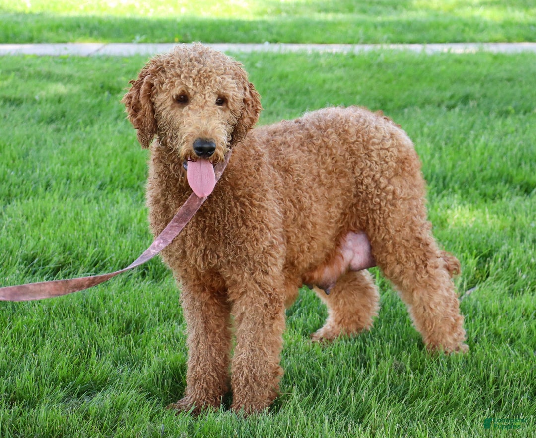Goldendoodle dogs for sale: Peppermint - Ad 6