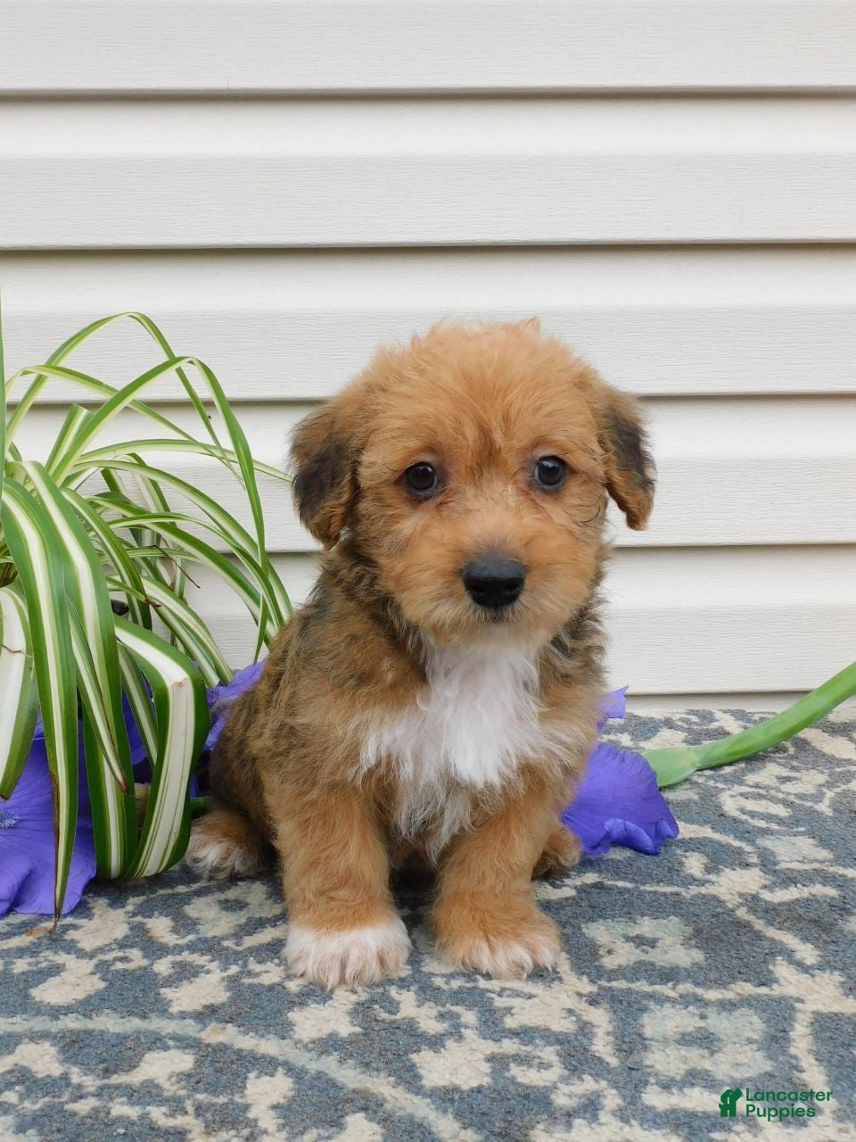 Corgipoo dogs Lucky  - Ad 1