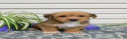 Corgipoo dogs for sale: Lucky  - Ad 1