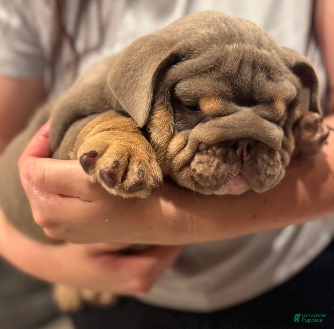 English Bulldog dogs for sale: Junie - English Bulldog - Ad 4