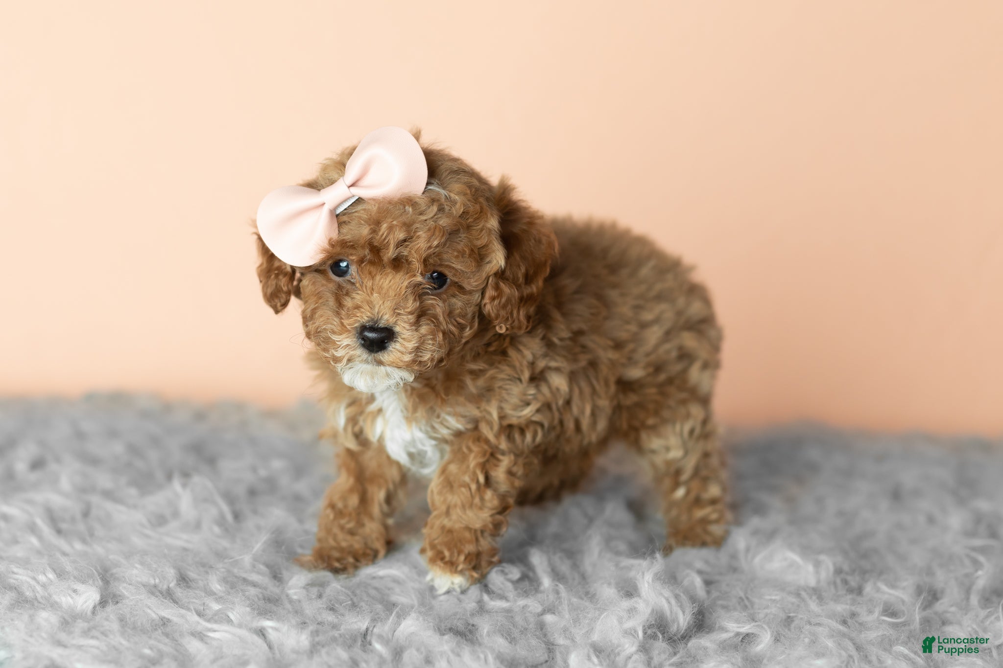 Cavapoo dogs Sassy  - Ad 6