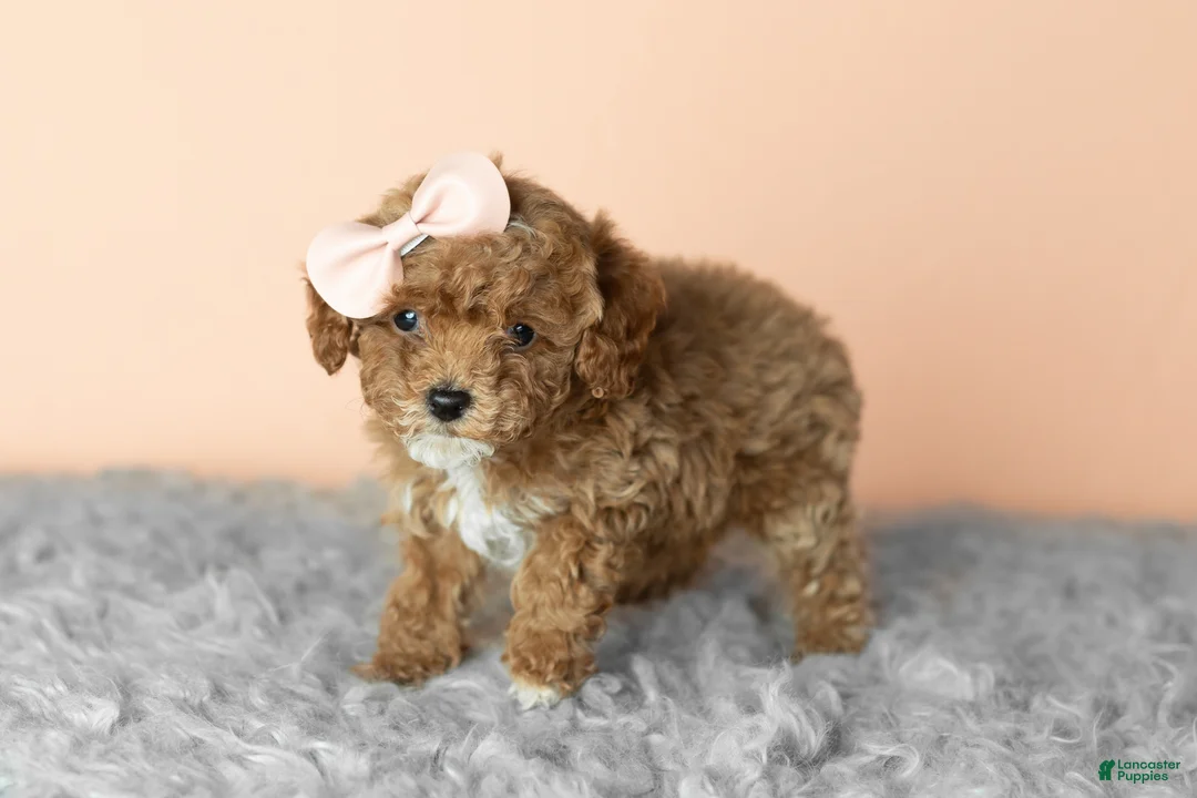 Cavapoo dogs for sale: Sassy  - Ad 1