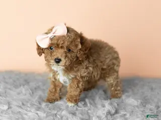 Cavapoo dogs Sassy - Ad 6