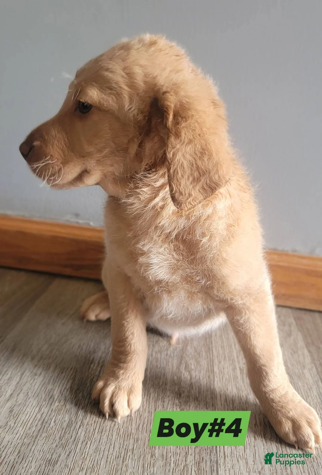 Double Doodle dogs for sale: Double Doodle Puppy 4 - Ad 2