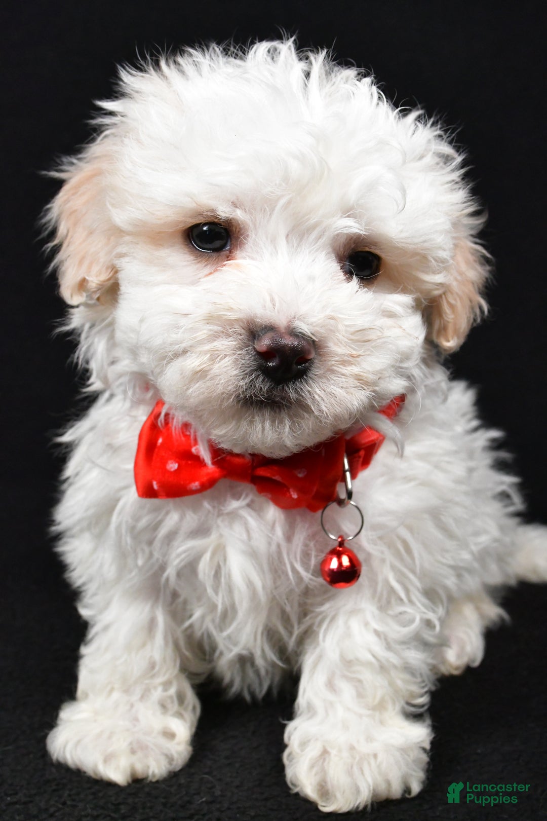 Maltipoo dogs for sale: Valen - Ad 7