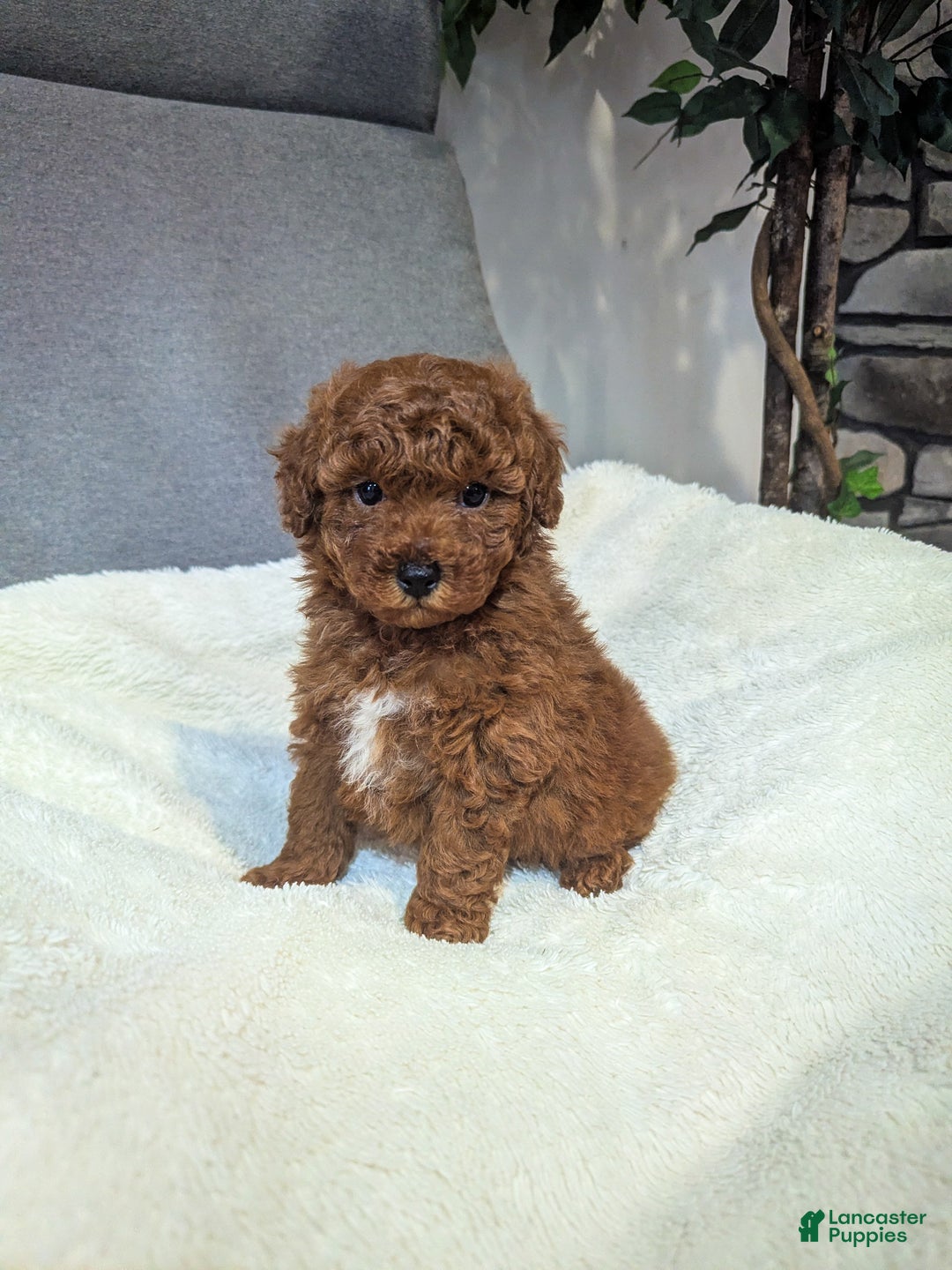Toy Poodle dogs for sale: Gunner - Ad 1