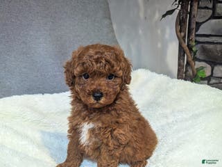 Toy Poodle dogs for sale: Gunner - Ad 1