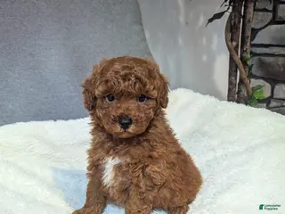 Toy Poodle dogs Gunner - Ad 36