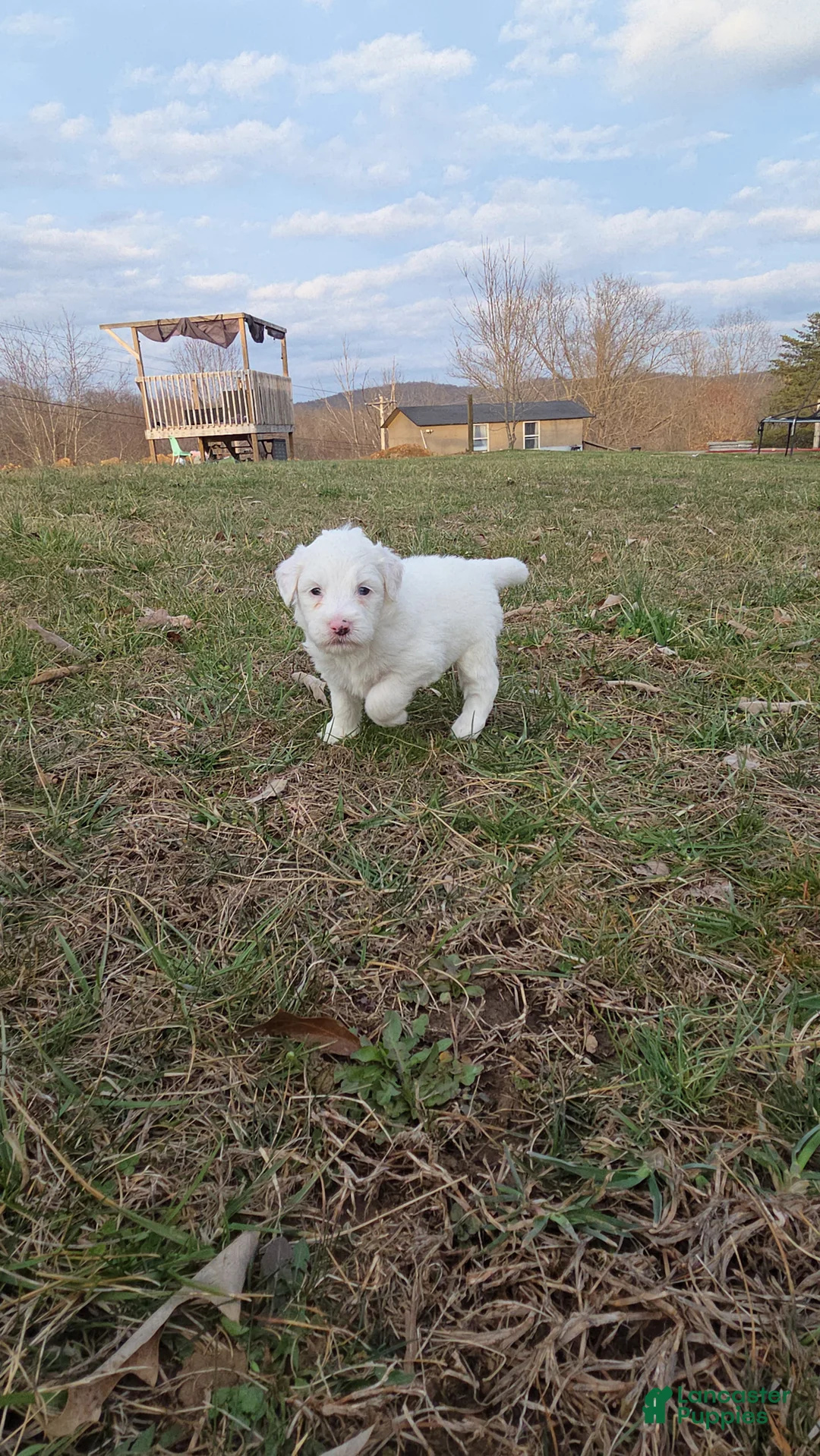 Mini Aussiedoodle dogs for sale: Sweetie - Ad 1