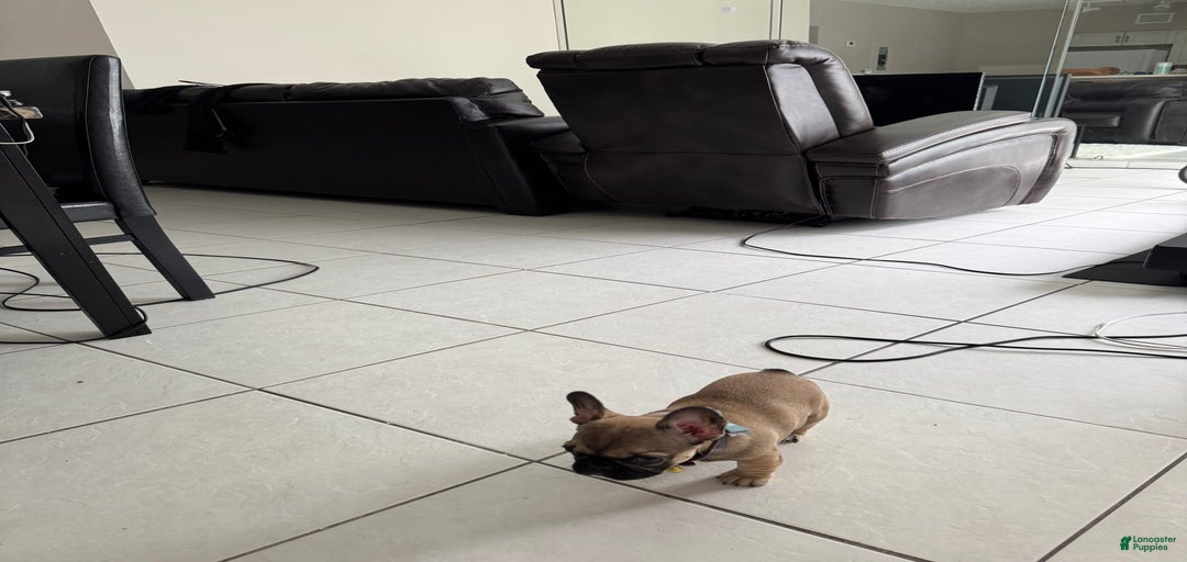 Gallery Image {{count}}