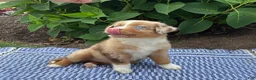 Australian Shepherd dogs for sale: Lacey - Ad 4