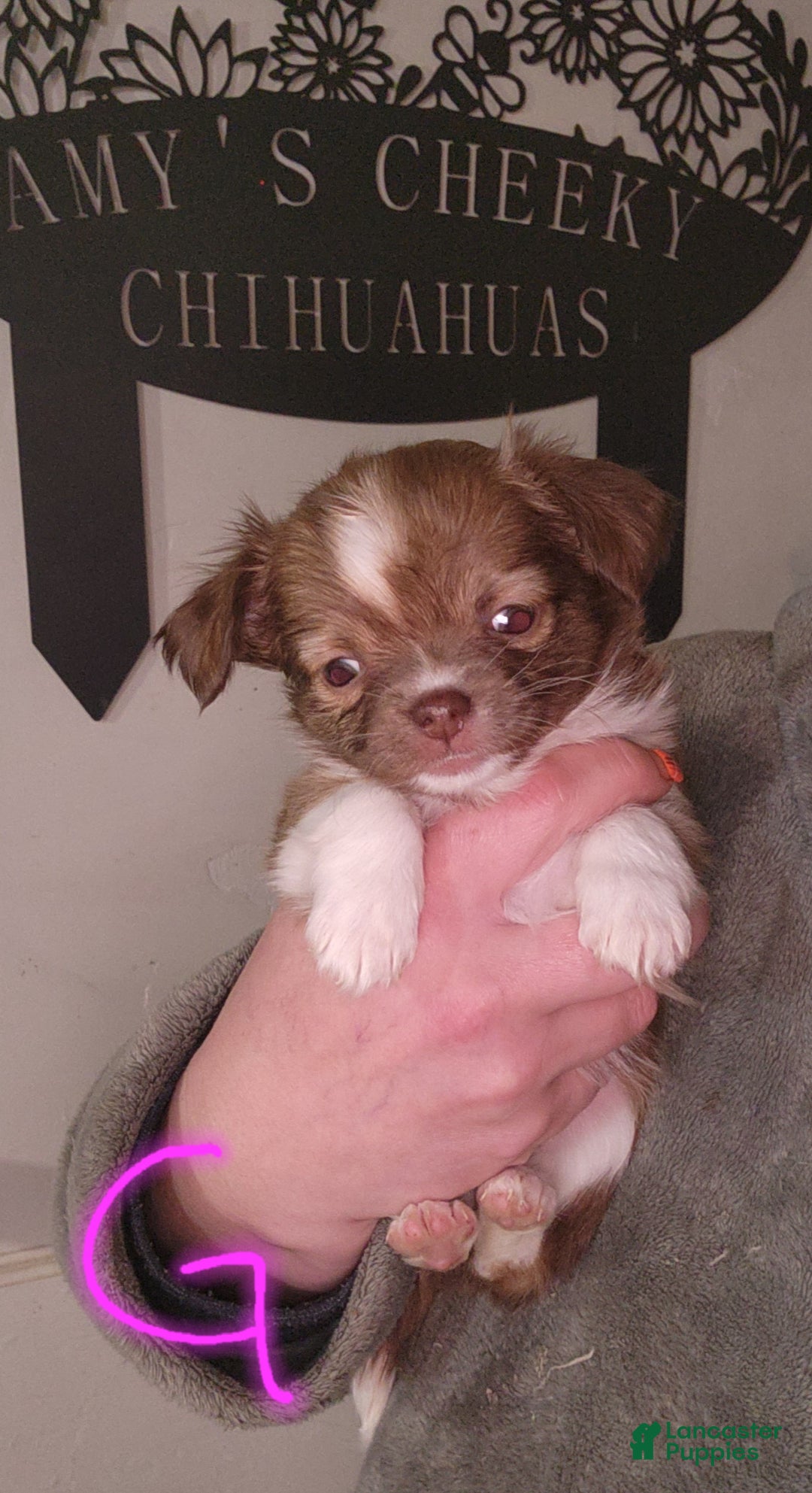 Chihuahua dogs for sale: Pink - Ad 1