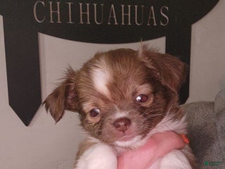 Chihuahua dogs Pink - Ad 24