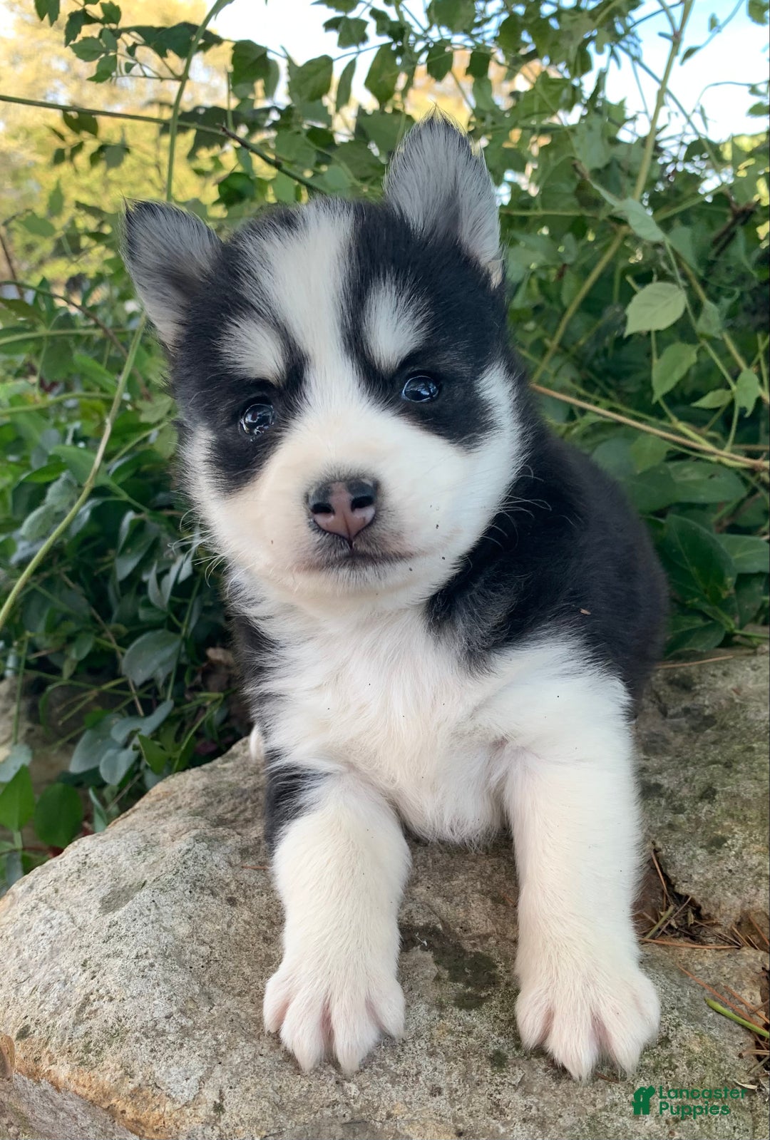 Alaskan Klee Kai dogs for sale: 🎄Wolf is reserved…Check out our other puppies! - Ad 3